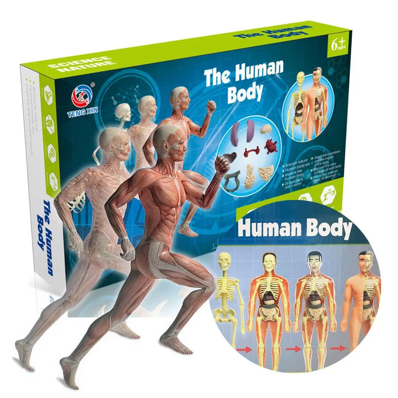 Human Body Explorer Kit