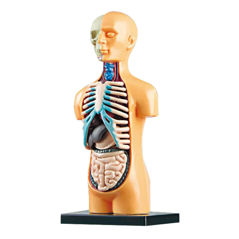 Human Body Explorer Kit